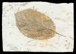 Fossil Dogwood Leaf - Montana #56205-1